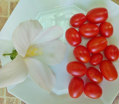 Томат Суинг Тинг Грейп (Swing Ting Grape)