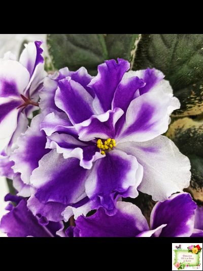 ВаТ-Морской Стиль (Т. Валькова) 2019 г.