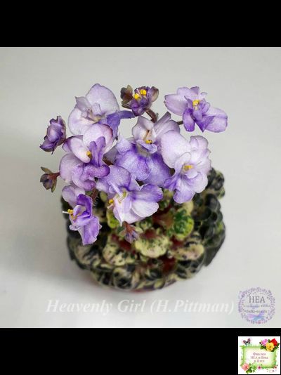 Heavenly Girl (Хевенли Гел), H.Pittman (пестролистный гёрл)