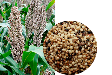 Сорго зерновое