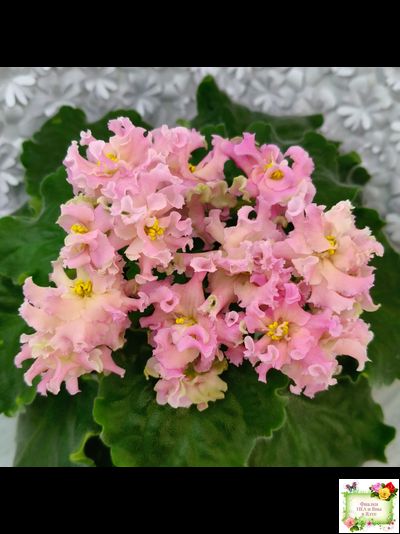 АВ-Златые Горы (Фиалковод) 2021 г. (сортовой стартер)