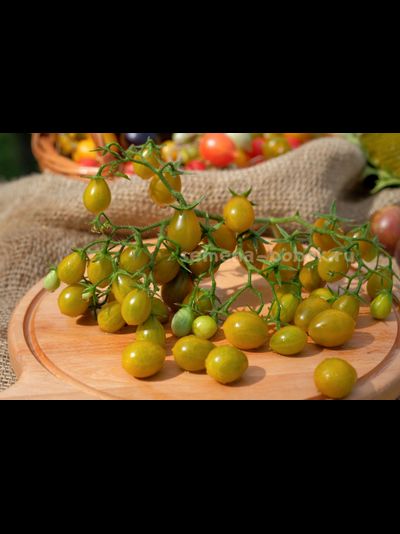 Томат Amber Keyes (Янтарные клавиши), 10 шт.