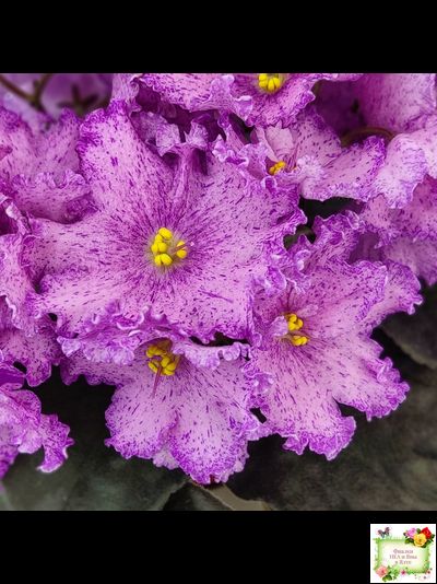 АВ-Самый Сок (Фиалковод) 2022 г.