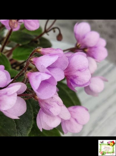 Flashy Trail (H.Pittman) TX Hyb трейлер