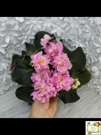 РМ-Саломея (Н. Скорнякова) 2019 г.