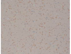 5603 Beige Perfect Safety DLV Flooring гомогенный линолеум для общественных учреждений