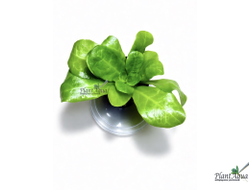 Самолус парвифлорус (Samolus parviflorus) в горшке