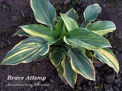 Хоста Brave Attempt