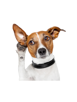 Купирование ушных раковин (2 уха)