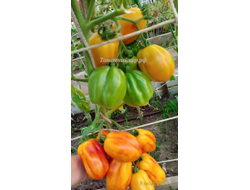 Томат Калифорнийский тюльпан (California tulip)