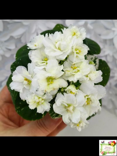 Adirondack Moon (S. Sorano) (детка)