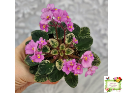 Snuggle Bear (L. Ray) (пасынок укоренённый)