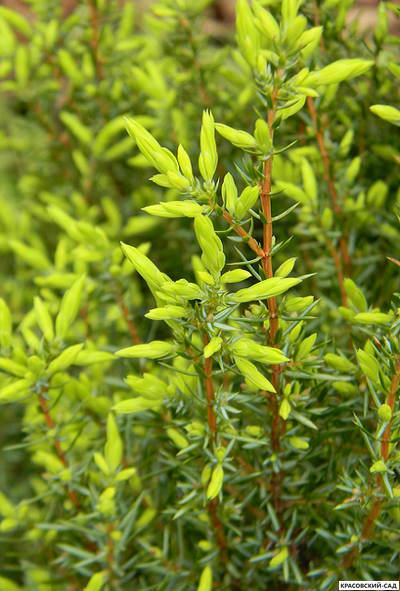 Можжевельник обыкновенный Голд Кон - Gold Cone