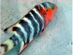 Купить греющую картину с фото морская рыбка