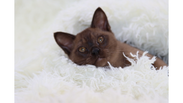 котенок бурмы