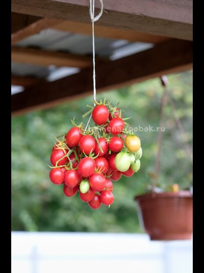 Томат Гроздевой Корбарино ( A Grappoli Corbarino), 10 шт