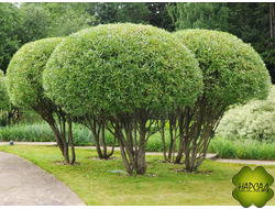 ИВА ЛОМКАЯ БУЛАТА