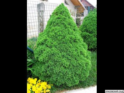 Ель сизая Коника - фото в саду - красовский-сад.рф