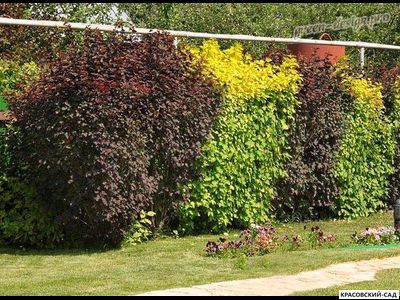 Живая изгородь из пузыреплодника калинолистного