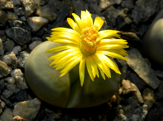 Lithops schwantesii v.marthae C299 - 10 семян