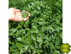 ПЕТРУШКА "БОГАТЫРЬ" 6 ШТ