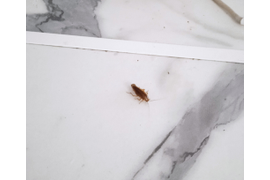 Дезинсекция и дезинфекция