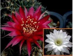 Lobivia cinnabarina R 513 X Echinopsis subdenudata (семена)