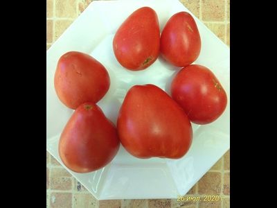 Томат Венгерский овал (Hungarian Oval)