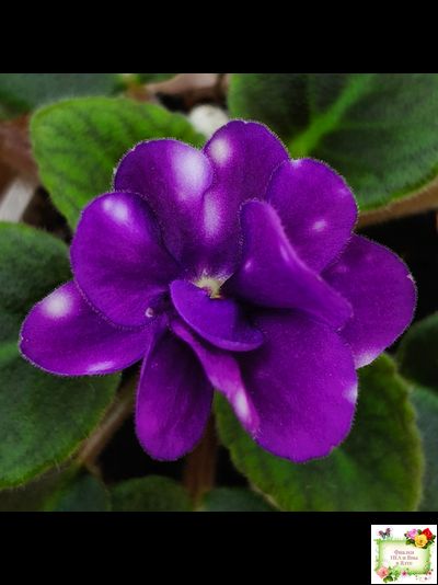 Hunter's Primal Scream (K.Muzalewski) (лист посажен 30.01.26)