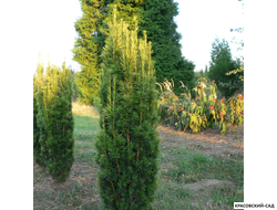 Тисс ягодный Давид - David