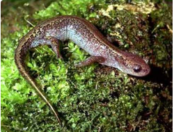 Сибирский углозуб, четырехпалый тритон (Salamandrella keyserlingii или Hynobius keyserlingii)