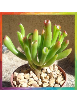 Crassula ovata 'Gollum'