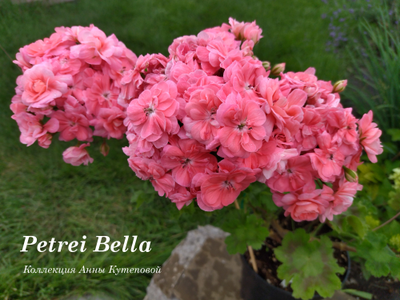 Пеларгония Petrei Bella, срез