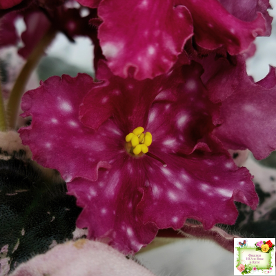 Rivermist Zeeva (J. Baker) (лист с детками укоренённый)