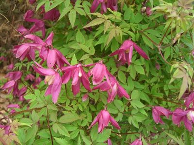 Княжик  Jutta (Ютта), контейнер р9