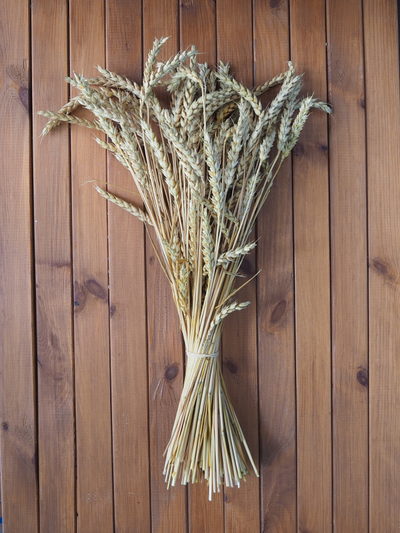 ПШЕНИЦА МОНЕ (триктикум) 10ШТ