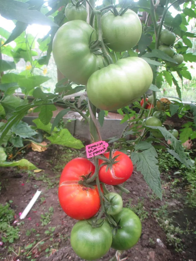 Сорт "Шапка Мономаха" Очень вкусные, крупные плоды. 