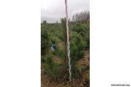 Сосна крымская Черная (Pinus nigra) – фото замера - красовский-сад.рф