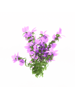 тропические Бугенвиллия 10