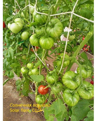 Томат Солнечная вспышка (Solar flare)
