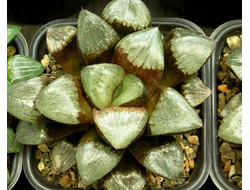 Haworthia sp. 6 (D=10-12 см)