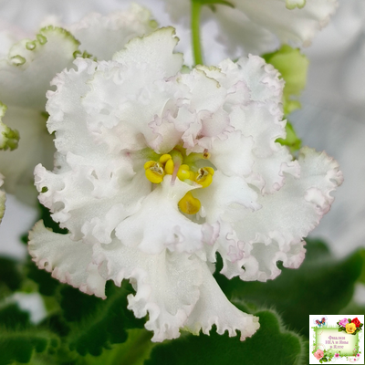 АВ-Любимая Игрушка (Фиалковод) 2015 г.