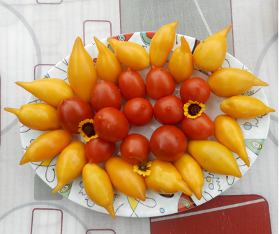 Томат Золотая канарейка