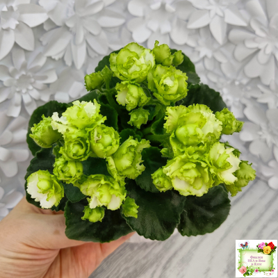 Irish Flirt (S.Sorano) (Айриш Флирт) 11/07/91