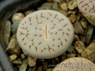 Lithops pseudotruncatella 'pallid' C264