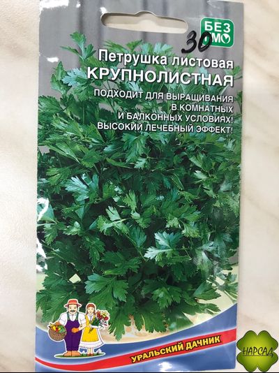 ПЕТРУШКА "КРУПНОЛИСТНАЯ"