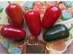 Перец острый  Black Maroccan Jalapeno