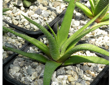 Haworthia attenuata - розетка с корнями