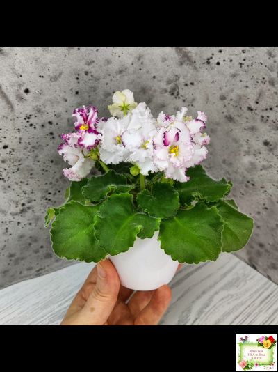 АВ-Любимая Игрушка (Фиалковод) 2015 г.