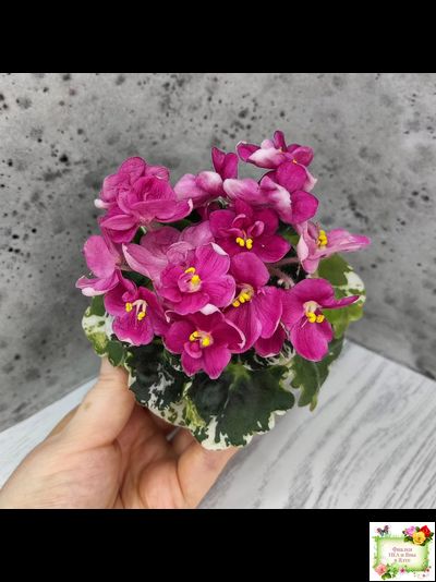 ЛЕ-Фруктовая Мармеладка (Е.Лебецкая) 2017 г. (пестролистный гёрл)